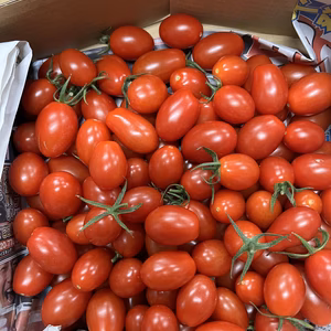 『訳ありA品アイコ1.5kg箱』ヘタありランダム♪ちょうどいい酸味と甘味おすすめ