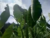 農薬・化学肥料不使用サトイモ　赤白詰合3Kg（各1.5Kg)