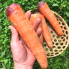 【期間限定・特価！】自然農法で栽培した「人参（ニンジン）」1kg〜：浜名湖直送