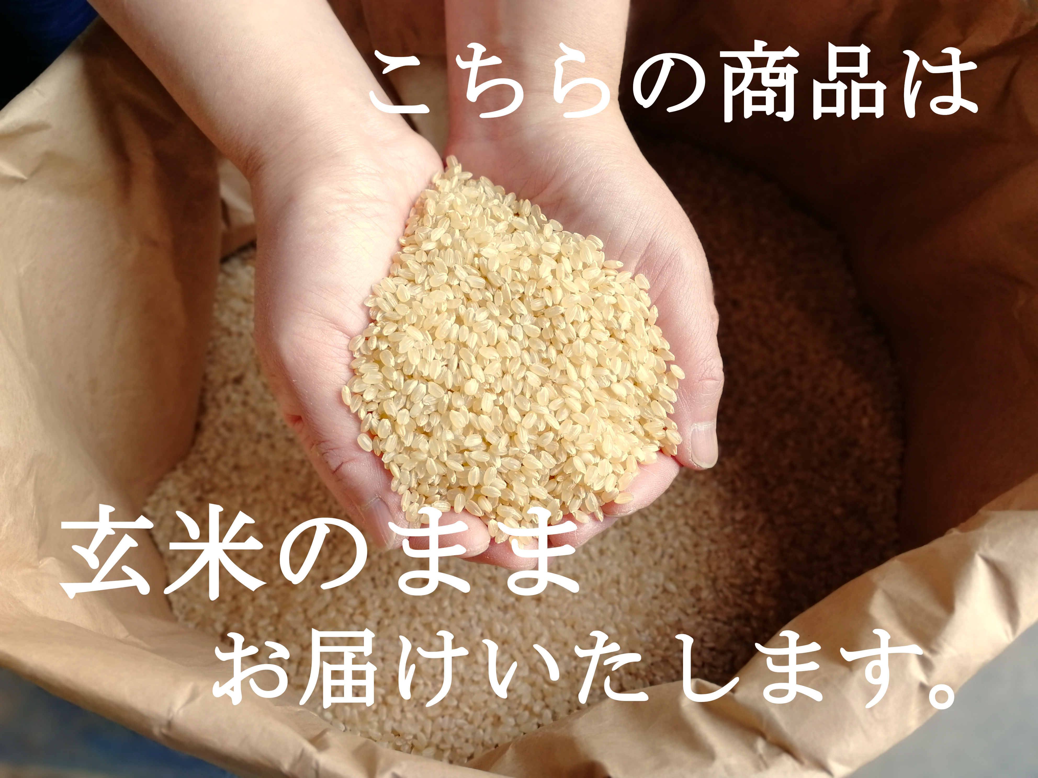 ふるさと納税 八重原米15kg（5kg×３袋）玄米 長野県東御市 米、ごはん