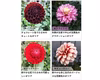 ダリア 彩り鮮やか！心が華やぐ麗しき花！