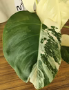 モンステラボルシギアナ　斑入り　②