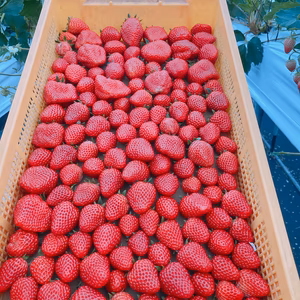 中まで紅い紅ほっぺ小粒加工用1キロ