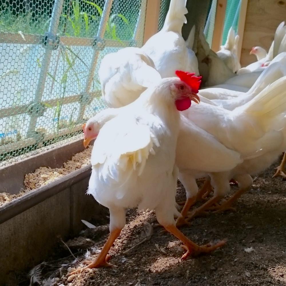 卵の旬はいつ 品種による味の違いは 養鶏家さんに教えてもらいました 農家漁師から産地直送の通販 ポケットマルシェ