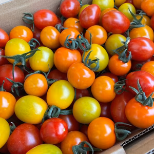 おかわりカラフルトマト