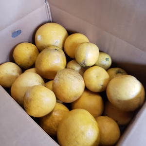 今日の規格外　美生柑(河内晩柑)約12キロ　お得