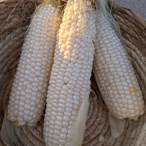 【5名限定】極甘！ホワイトコーン（10本80サイズ）