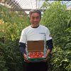 【今が旬】味が濃い！高糖度フルーツトマト"木瀬恋味トマト"