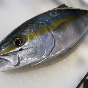 【松島産】ヒラゴ（2kg）