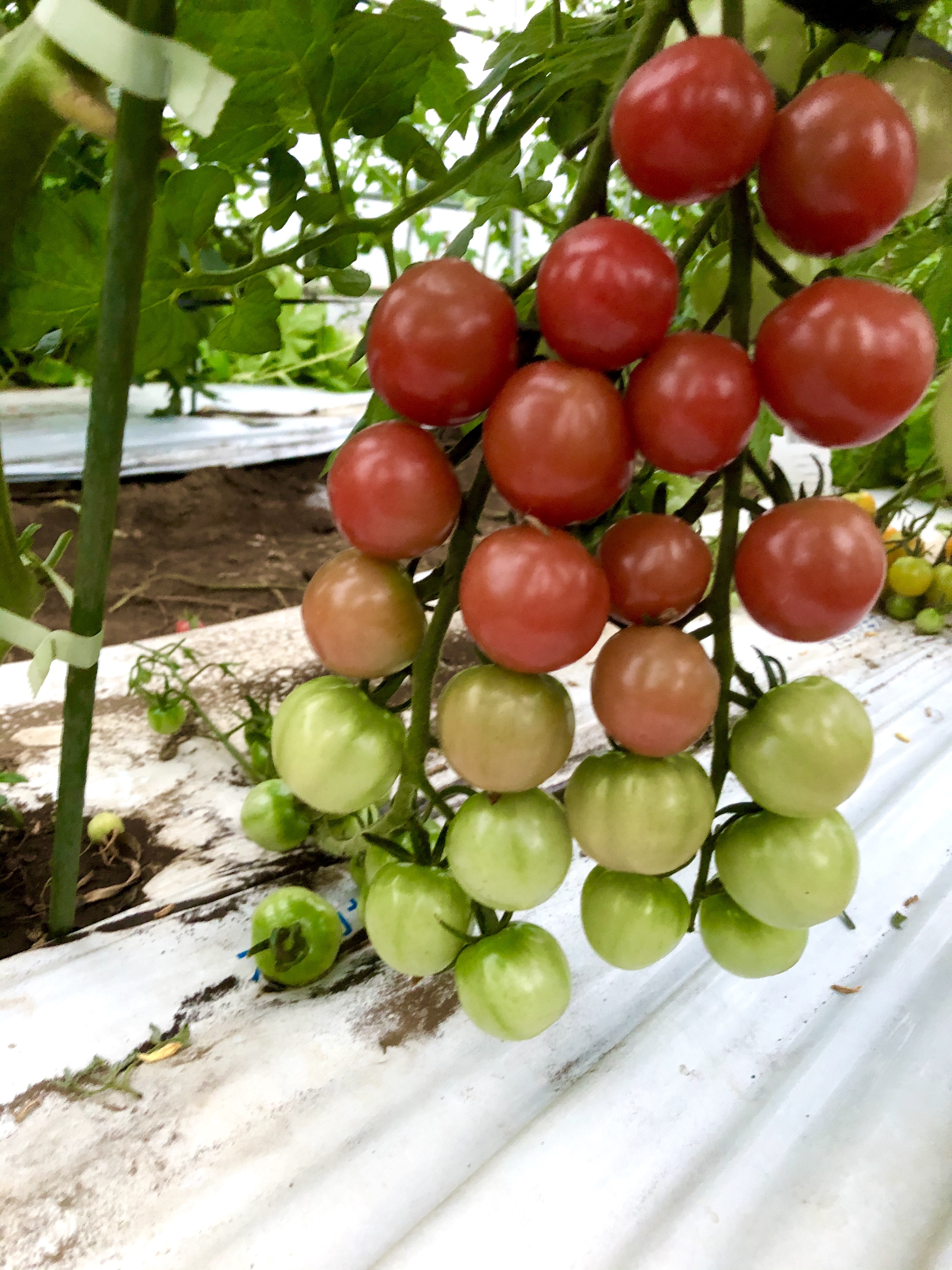 カラフル ミニトマトと夏野菜のセット 農家漁師から産地直送の通販 ポケットマルシェ