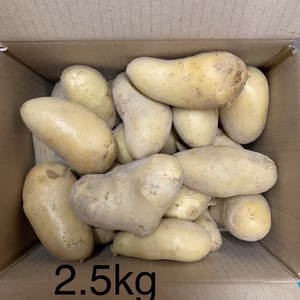新じゃが〜淡路島からのメークイン2.5kg