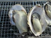 【ＳＯＳ】海からとったままの牡蠣★加熱用 宮城県産 殻付き 牡蠣 殻付き 牡蠣 
