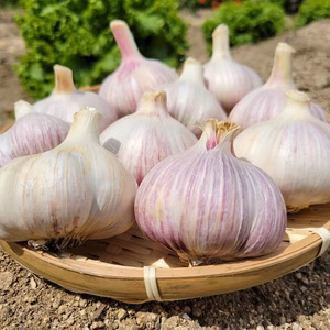 【無農薬】にんにくお試し２個セット///全国一律送料///