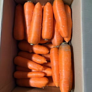 自然栽培　大き目人参