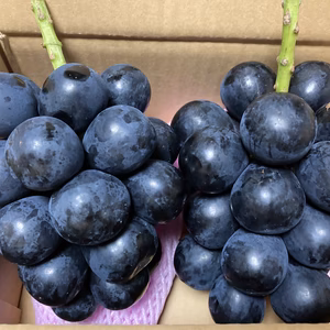 今が旬！長野パープル/葡萄　期間限定発売！今しか食べれない長野パープル。大粒