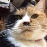 うにちゃそーぬ