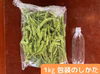 鮮度抜群！朝どれをその日に発送！枝付きえだまめ「神風香」1kg