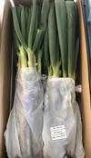 【品種おまかせ】お買得長ネギ　4kg  茨城県産