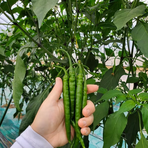 プサジュエラ青　新鮮　1㎏～　激辛　中富良野産