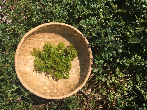 タラの芽時間で収穫中、、、50g