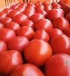 【高糖度】甘くて贅沢なフルーツトマト