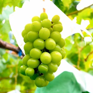 ビックサイズのシャインマスカット【勝沼産2.5kg】収穫真っ盛り！