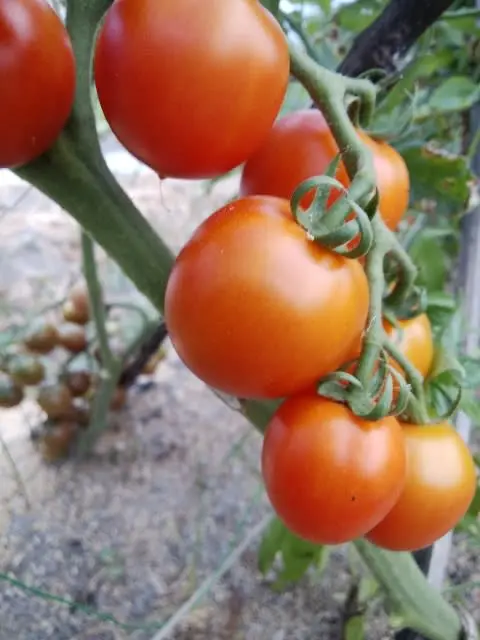 無農薬自然栽培　ミニ・中玉トマトMIX（露地）
