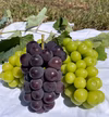 信州・秋の味覚を堪能！シャインマスカット２房＆巨峰１房（約1.3kg)