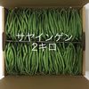 鹿児島産サヤインゲン2キロ^_^