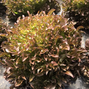 サラダ野菜セットプラスグリンピース