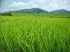 美しい藁科川の水で育ったお米『にこまる』玄米
