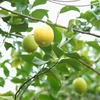 【農薬不使用・ワケあり品】ハウス栽培レモン　味も香りもバツグン！（常温便）