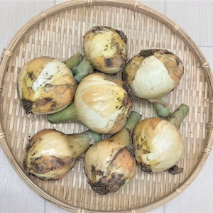 玉ねぎなのに果物並みの甘さ！農薬不使用（無農薬）栽培
