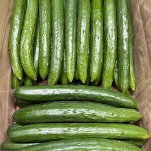 訳ありきゅうり