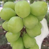 粒の大きさMAX！？☆雄宝☆すぐ食べられる粒ぶどう