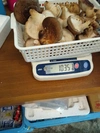 【ステーキ規格】【超絶肉厚】西軽井沢産　菌床椎茸BBQ、　冷凍可能　農薬不使用