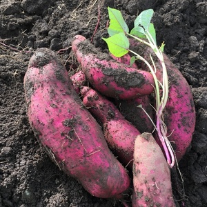 【先着10名限定】群を抜いて甘い紫芋！パープルスイートロード2kg