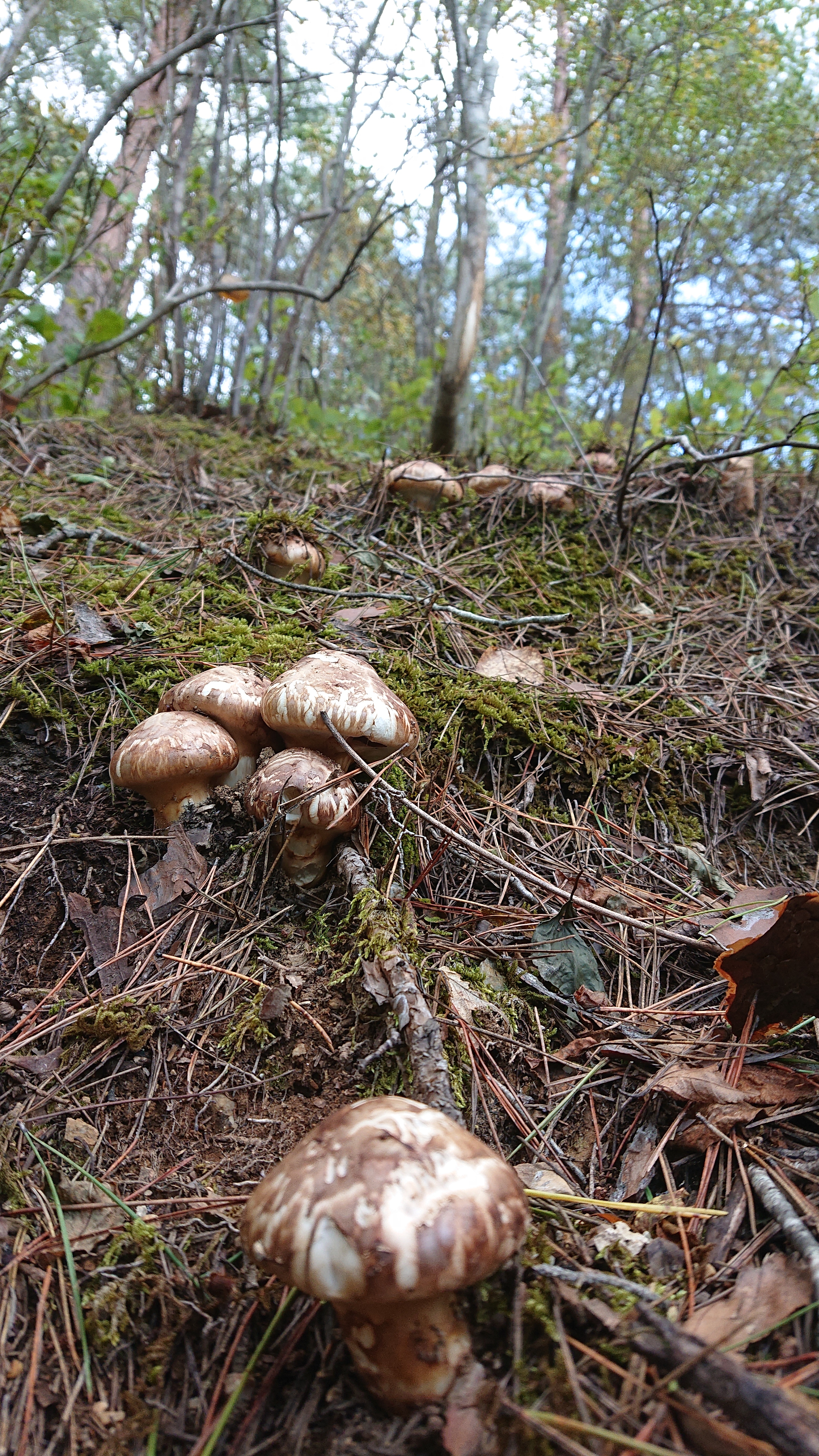北海道　松茸　350g 特大 北海道松茸350g 特大