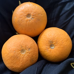 訳あり美味♡ 裏の畑の甘夏