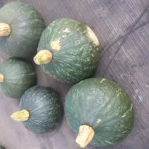 円周60センチ程度！ハローウィンにかぼちゃはいかが！