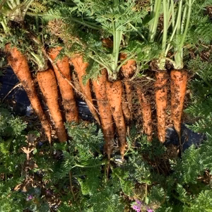 わけあり　自然栽培　葉付きニンジン　農薬、肥料、除草剤　不使用