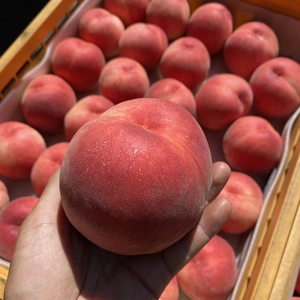 7月収穫の初夏の桃 朝採り収穫したその日に発送します✨品種おまかせ