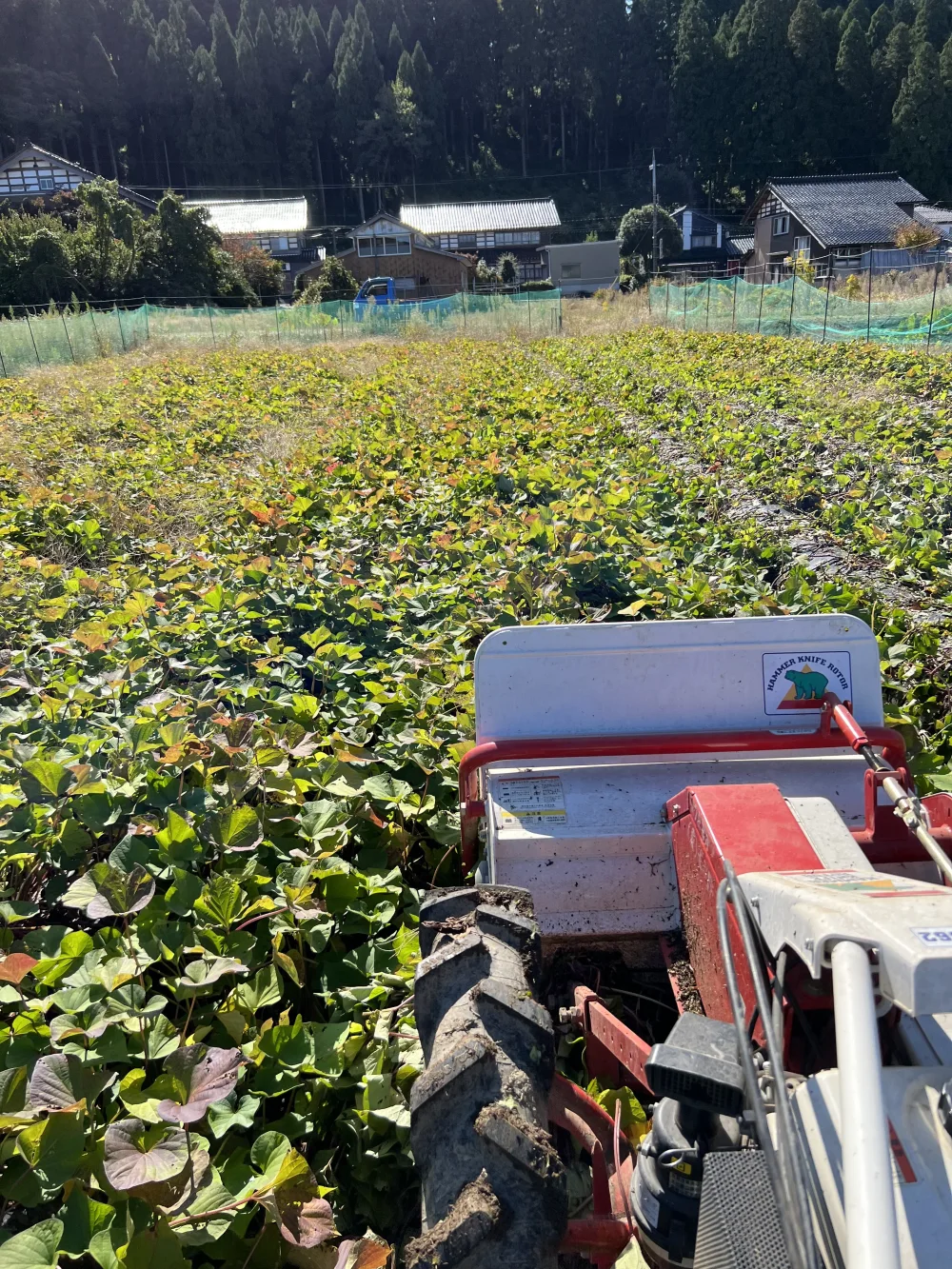 【大好評！】富山県産『紅はるか』(10kg・20kg)(L〜LL)
