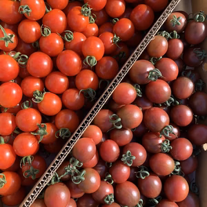 青森の夏野菜　赤×紫　サンチェリーピュア×トスカーナバイオレット