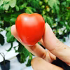 これ、トマトぉ！？と言われた甘くてフルーティーなミニトマト「せとぷち」約1.１㎏