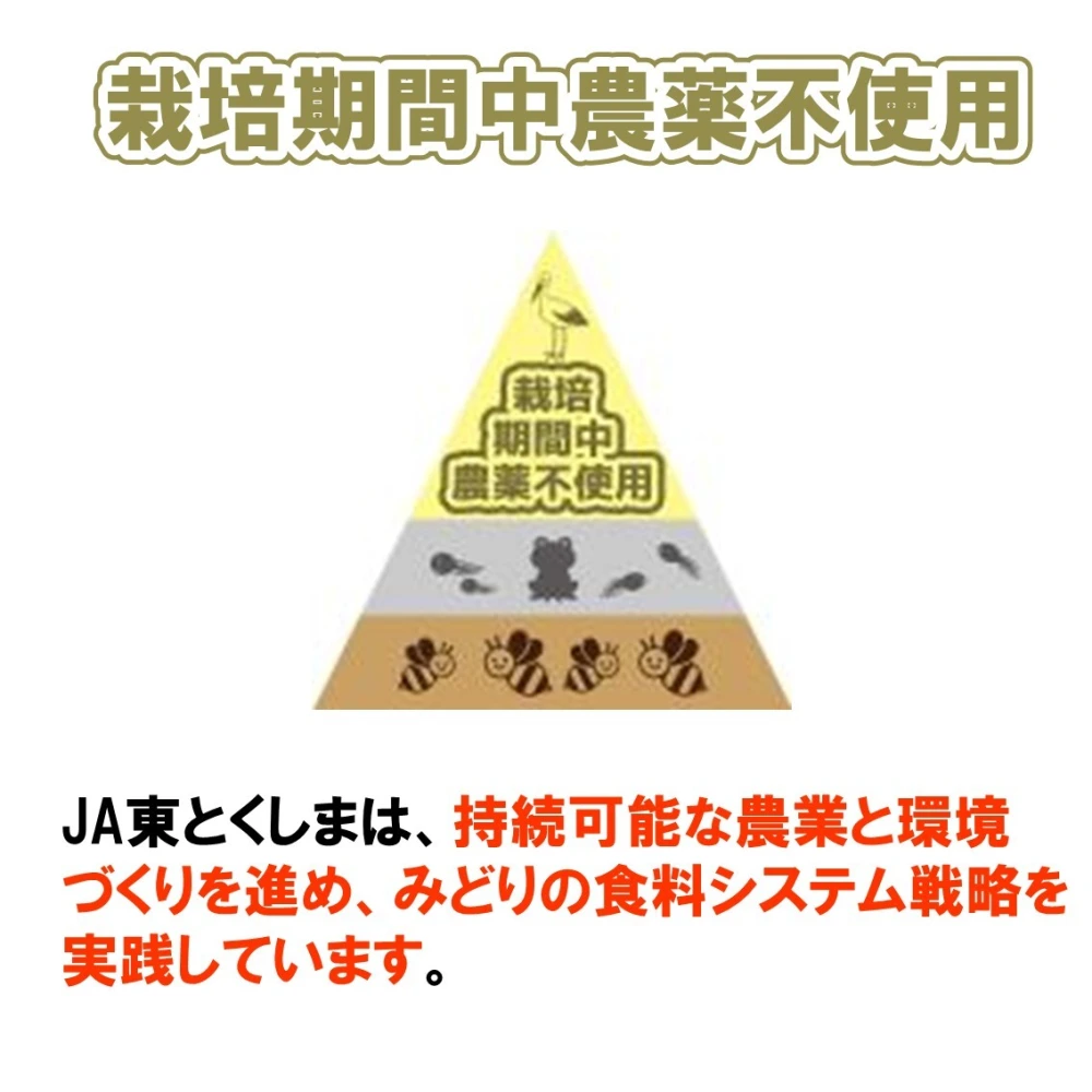 新米《栽培期間中農薬不使用米・白米》あいさい一楽米　令和5年産徳島県産コシヒカリ