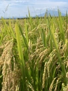 青森県産特上米‼️令和元年度【新米】‼️