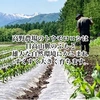 生産日本一、十勝めむろ産！極上のトウモロコシ厳選2Lサイズ(8月発送)