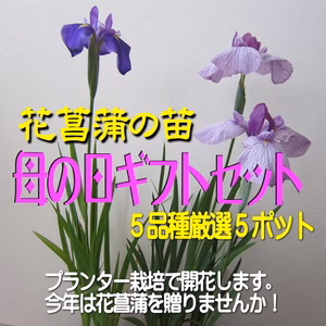 【母の日ギフト】花菖蒲の苗(厳選５品種5ポット)母の日カード付