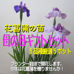 【母の日ギフト】花菖蒲の苗(厳選５品種5ポット)母の日カード付